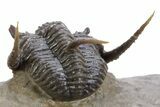 Spiny Cyphaspis Trilobite - Ofaten, Morocco #359174-5
